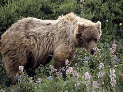 bear_picture_sc7_0_0.jpg bear_picture_sc7_0_0.jpg